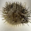 Poisson Globe