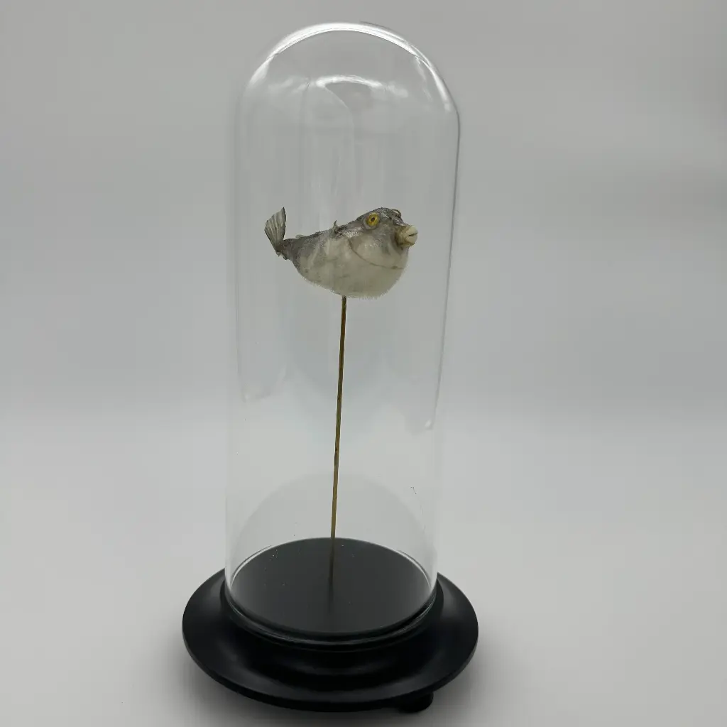 Cloche Poisson Globe Tetraodontidae