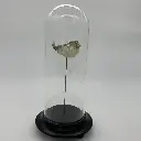 Cloche Poisson Globe Tetraodontidae