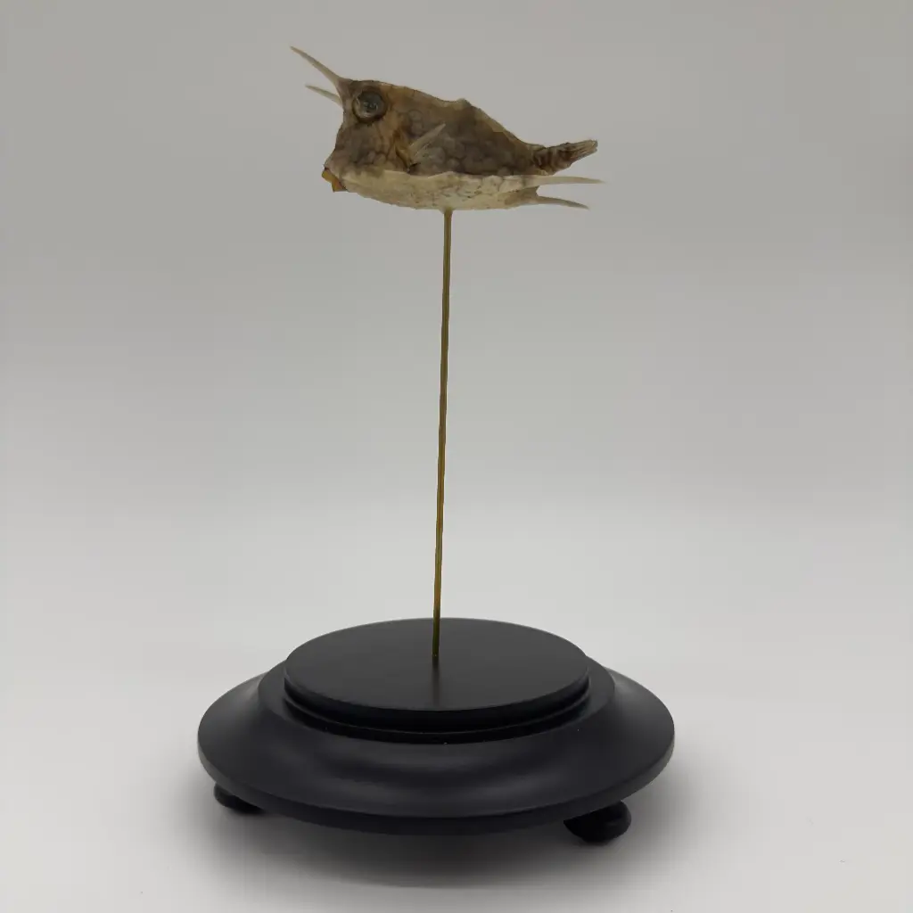 Cloche Lactoria cornuta /poisson vache