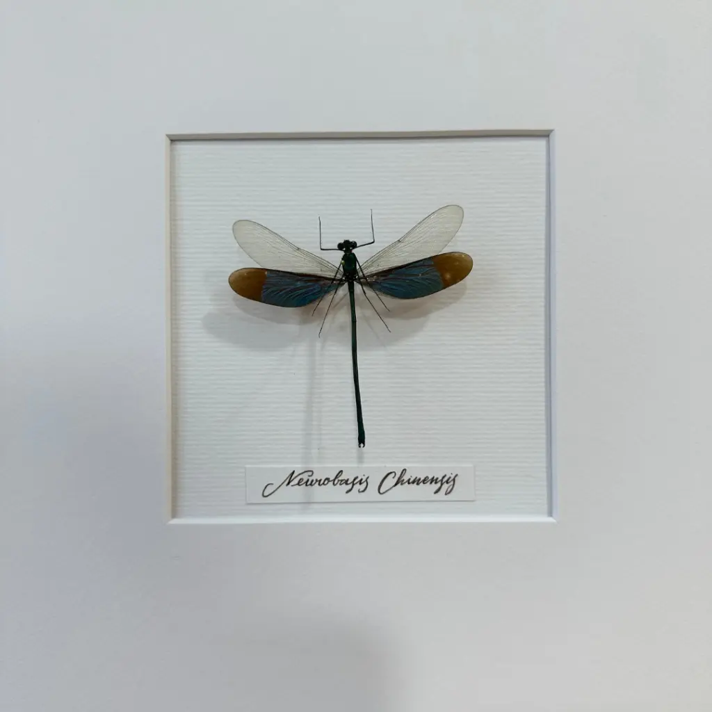 Cadre Neurobasis Chinensis 