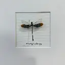 Cadre Neurobasis Chinensis 