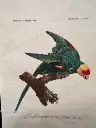 Petit carnet motif oiseaux tropicaux  
