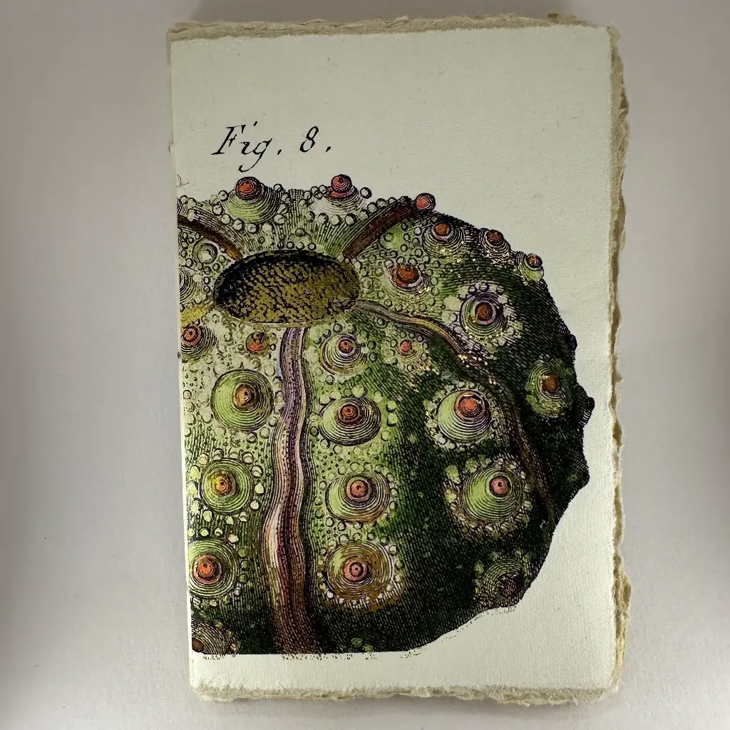 Petit carnet motif oursin vert