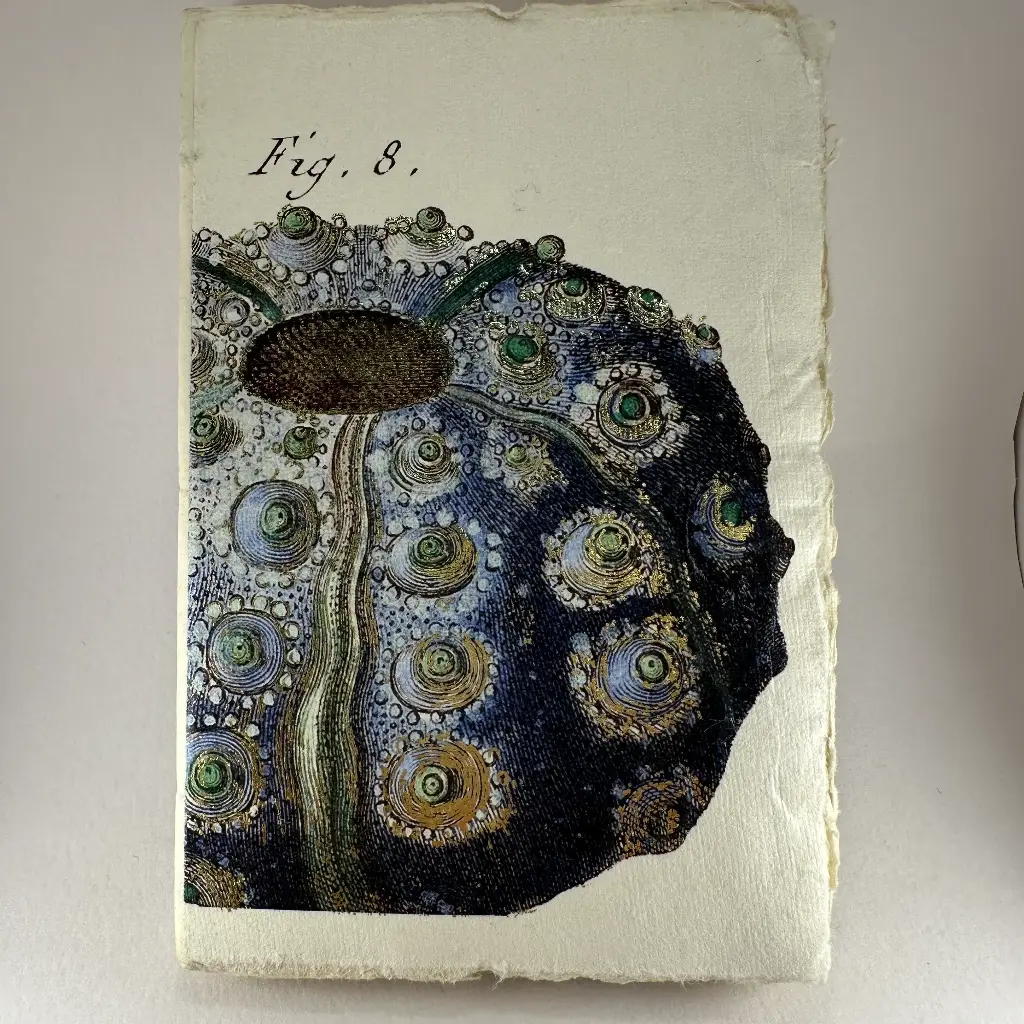 Petit carnet motif oursin bleu