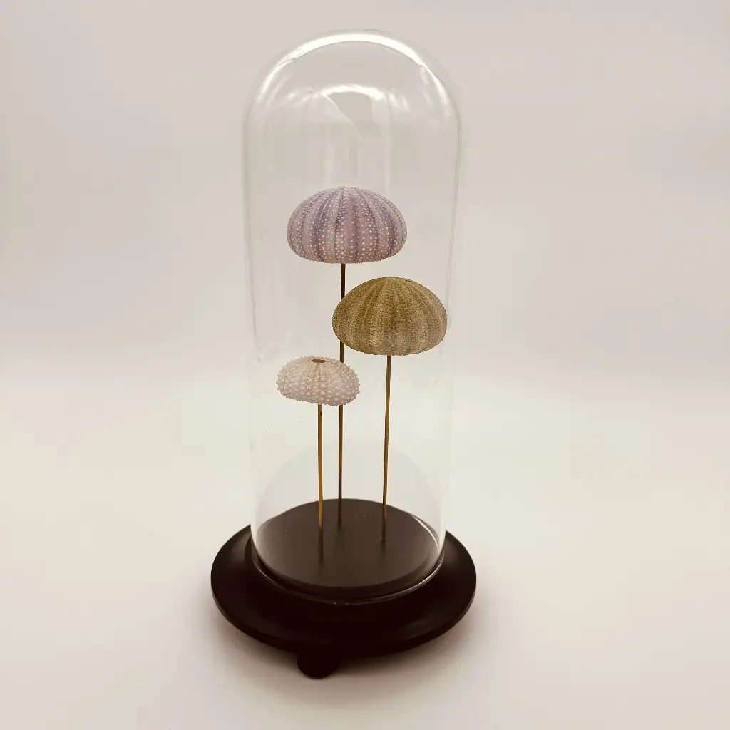 Cloche 3 oursins