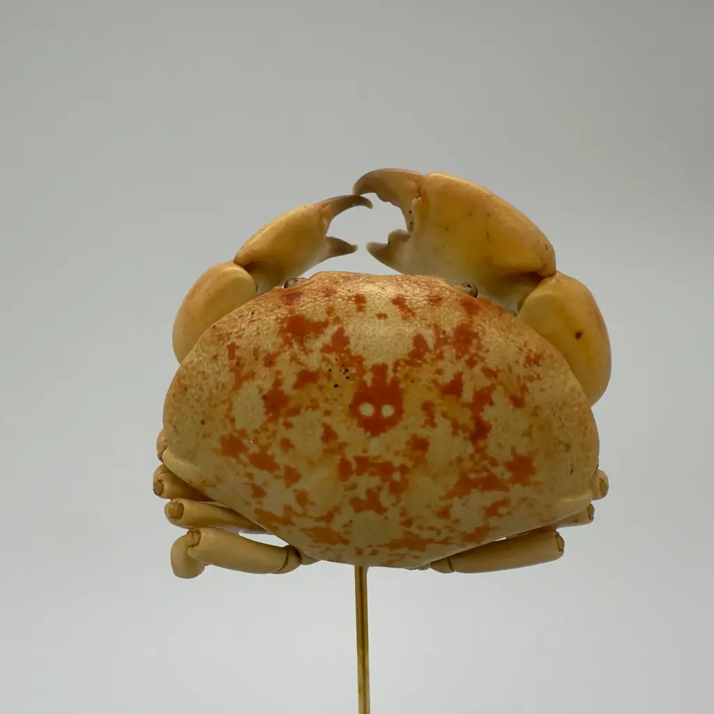 Cloche Carpillus Convexus