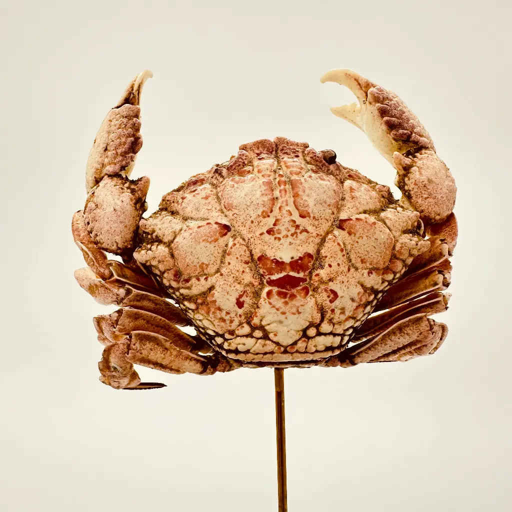 Cloche Demania Wardi