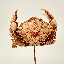 Cloche Demania Wardi