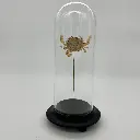 Cloche Matuta Lunaris