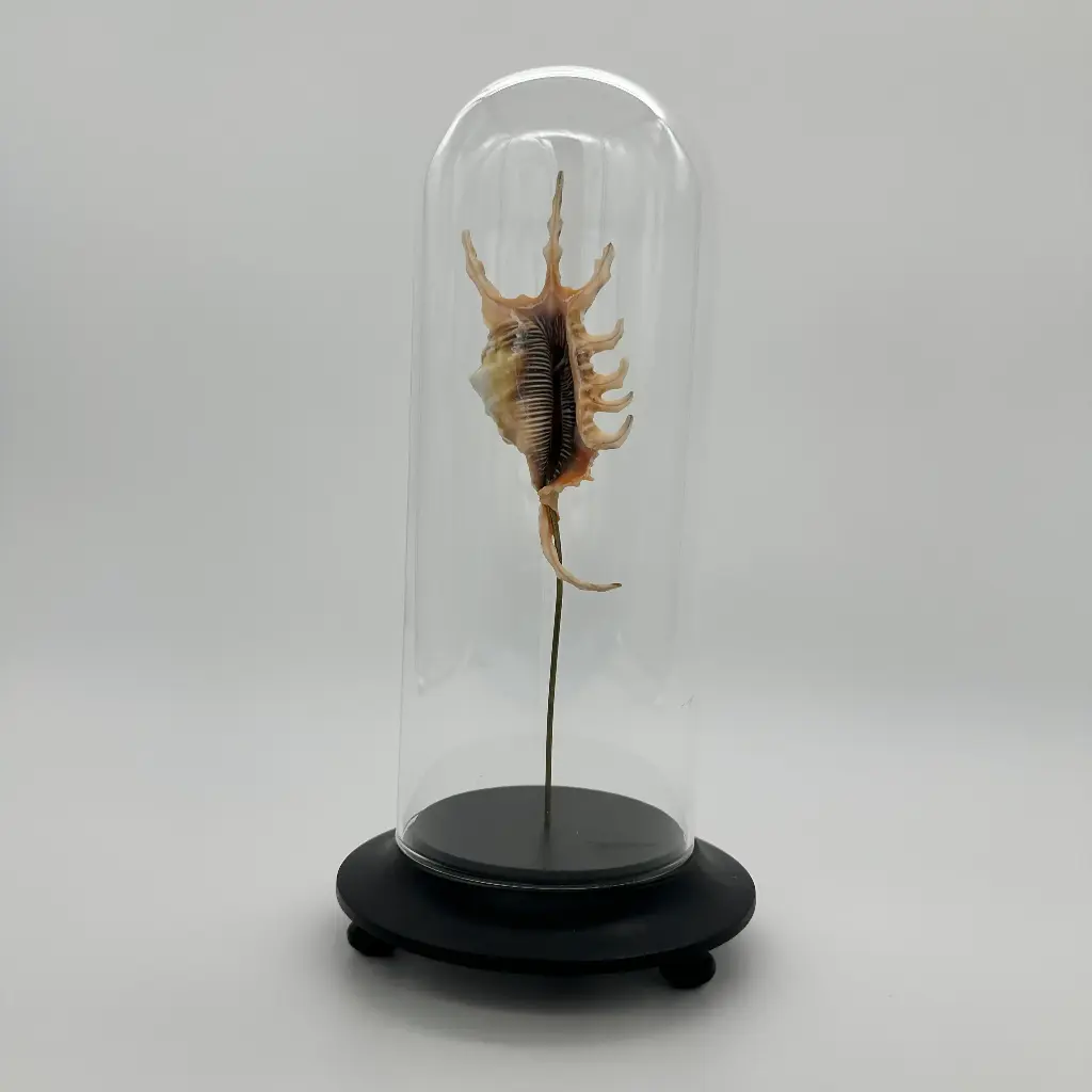 Cloche Lambis Scorpius