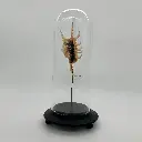 Cloche Lambis Scorpius