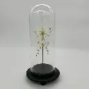 Cloche squelette Rhacophorus Reinwardti