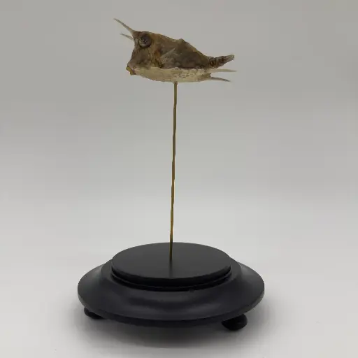 [AR00186] Cloche Lactoria cornuta /poisson vache