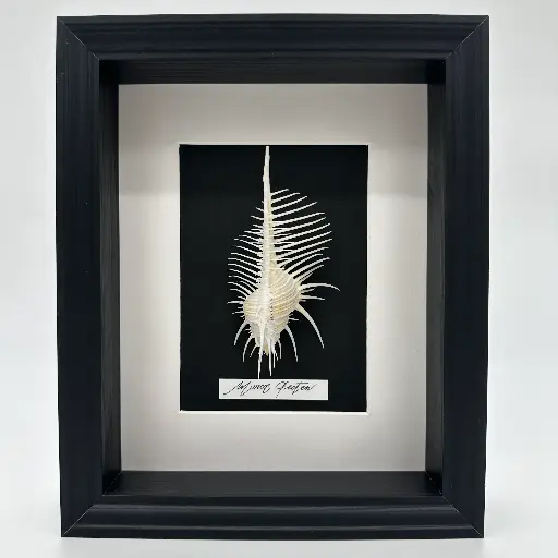 Cadre Murex Pecten