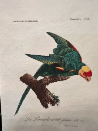 Petit carnet motif oiseaux tropicaux  