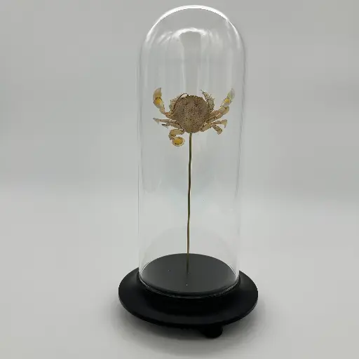 [AR00007] Cloche Matuta Lunaris